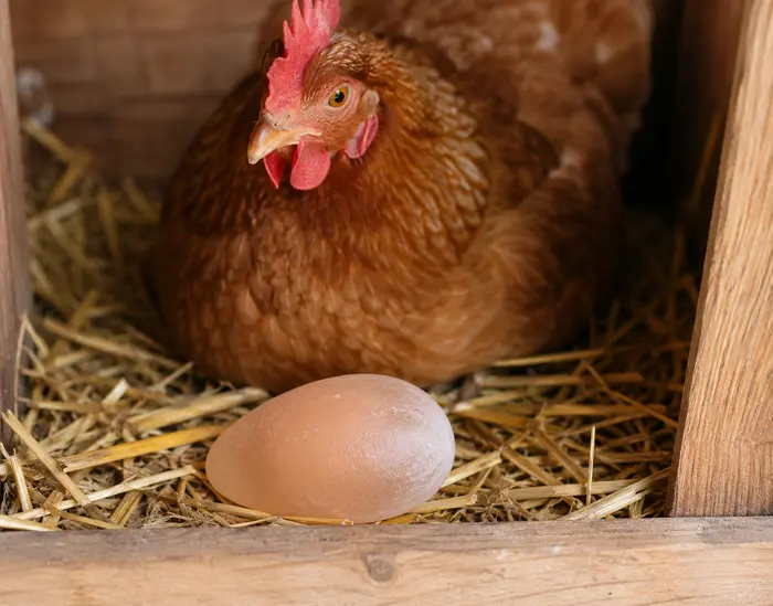 oeuf mou pondu par une poule pondeuse dans un pondoir